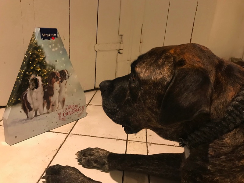 Hunde Adventskalender Test