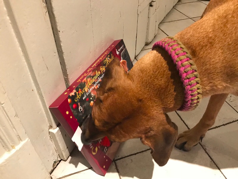 hundeadventskalender test