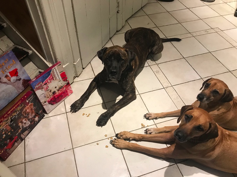 hunde adventskalender test