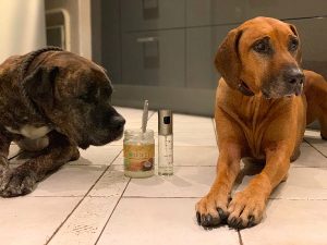 Mehr über den Artikel erfahren Kokosöl für Hunde, 10 wichtige Fakten zum Kokosöl
